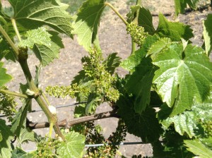 Vineyard Flowering in the Edna Valley: Estate Riesling