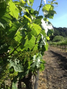 Vineyard Flowering in the Edna Valley: Estate Riesling