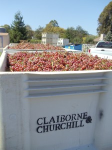 Gewurztraminer Grapes