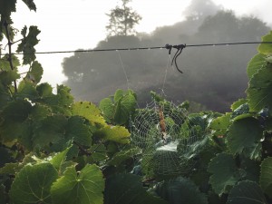 Spider web in Estate Riesling Vineyard