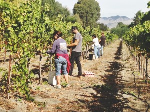 Claiborne & Churchill Staff Picking the Estate late harvestRiesling