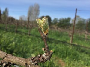claiborne and churchill, bud break, vineyard, winery, Q & A with the Winemaker, Interview with the Winemaker