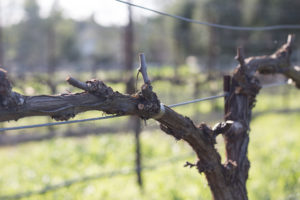 Claiborne & Churchill, Pruning, Vines