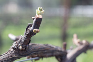 Claiborne & Churchill, Vines, Bud Break