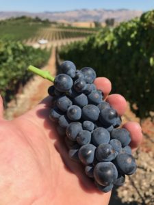 Pinot Noir, Clone 2A: Greengate Ranch & Vineyard