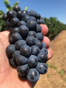 Pinot Noir, Pommard: Greengate Ranch & Vineyard