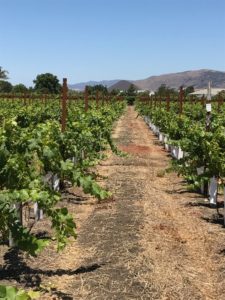 Pinot Noir Clusters at Twin Creeks Vineyard