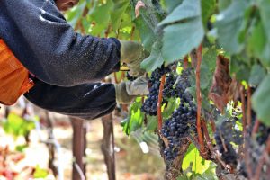 Harvesting Estate Pinot Noir