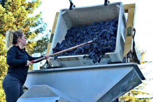 Processing Fruit