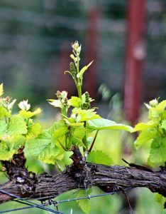 New growth on our 2019 Estate Riesling, Claiborne Vineyard